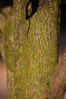 Fagus sylvatica 'Rohanii' - buk lesní - kůra